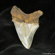 Megalodon Tooth - Great Serrations and Tip #945-2